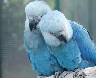 PF faz operação para investigar vírus letal em ararinhas-azuis na BA