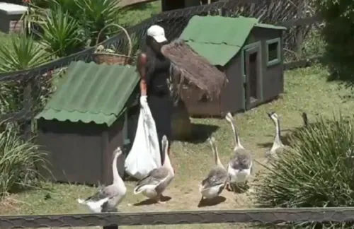 
					A Fazenda: Carol se estranha com gansos e é detonada: 'Energia ruim'
				
				