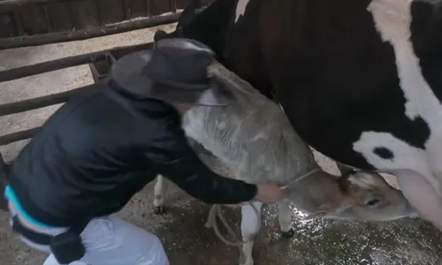
					A Fazenda: Dudu Camargo é detonado por trato com bezerro: 'Agressão'
				
				