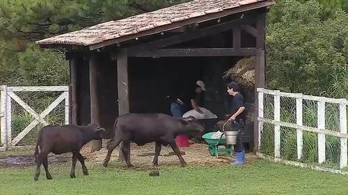 
					A Fazenda: Dudu se irrita com Rayane após ajudar com búfalos: 'Golpe'
				
				