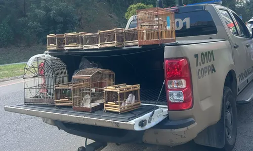 
					Aves são resgatadas pela polícia em bairro de Salvador
				
				
