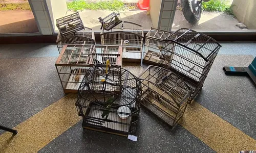 
					Aves silvestres são resgatadas em Salvador durante operação policial
				
				