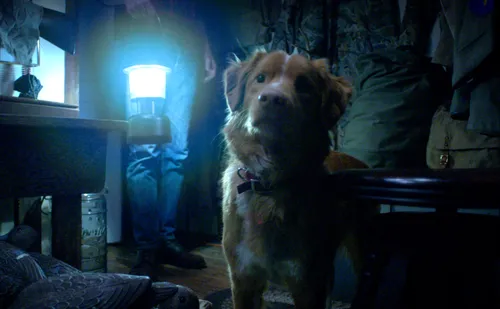 
					'Bom Menino': estreia terror contado do ponto de vista de cachorro
				
				