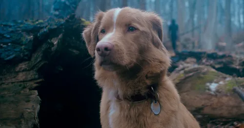 
					'Bom Menino': estreia terror contado do ponto de vista de cachorro
				
				