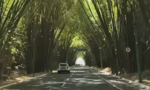   					Carro por aplicativo é roubado no bambuzal do aeroporto de Salvador  				  				