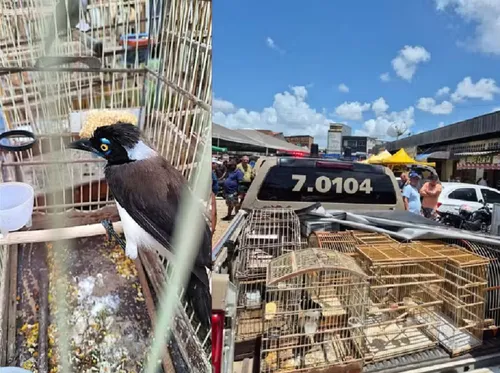
					Dupla é presa e mais de 100 aves são resgatadas em feiras na RMS
				
				