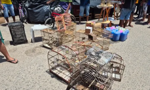 
					Dupla é presa e mais de 100 aves são resgatadas em feiras na RMS
				
				