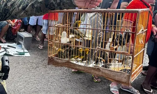 
					Homens são detidos com aves silvestres em comércio ilegal na Bahia
				
				