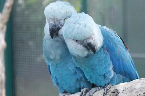 
					ICMBio diz que mais 20 ararinhas-azuis estão com vírus letal na Bahia
				
				