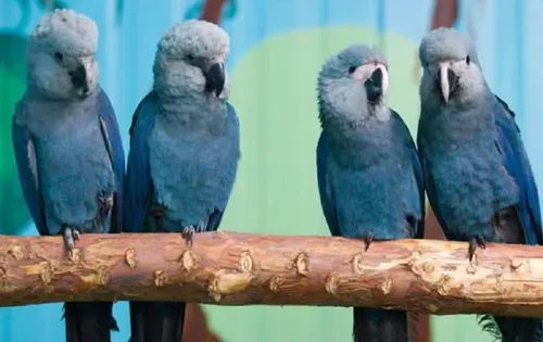 
					ICMBio diz que mais 20 ararinhas-azuis estão com vírus letal na Bahia
				
				