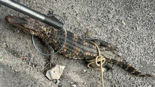 
					Jacaré-anão é resgatado de venda ilegal no subúrbio de Salvador
				
				