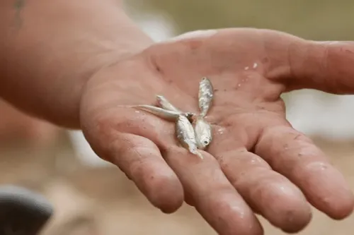 
					Largados e Pelados: quem é a brasileira que pescou com a vagina
				
				