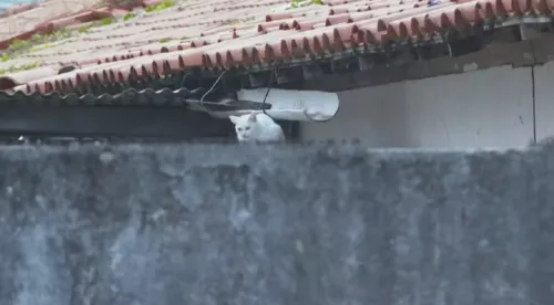 
					MP-BA investiga denúncia de envenenamento contra gatos em Salvador
				
				