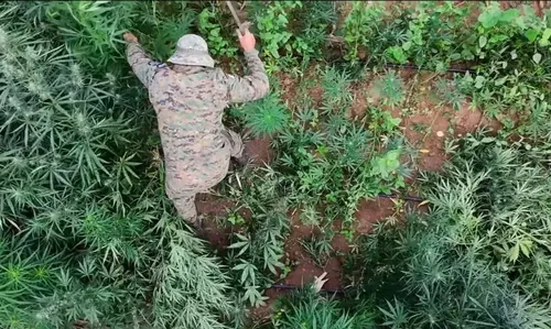 
					Mais de 200 mil pés de maconha destruídos na BA com auxílio de drones
				
				