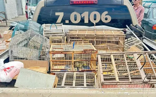 
					Nove são detidos ao tentar vender mais de 250 aves silvestres na Bahia
				
				