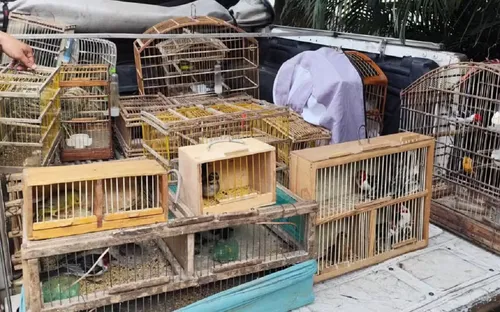 
					Nove são detidos ao tentar vender mais de 250 aves silvestres na Bahia
				
				