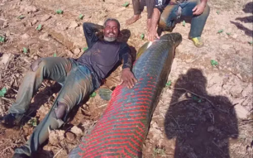 
				
					Pescadores capturam pirarucu gigante de 92 kg em Malhada
				
				