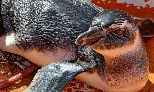 
					Pinguim é resgatado na Marina de Aratu, em Simões Filho
				
				