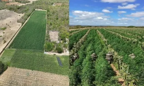 
					Polícia destrói mais de 200 mil pés de maconha em cidade da Bahia
				
				
