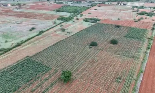 
					Polícia destrói três hectares de maconha em cidade na Bahia
				
				