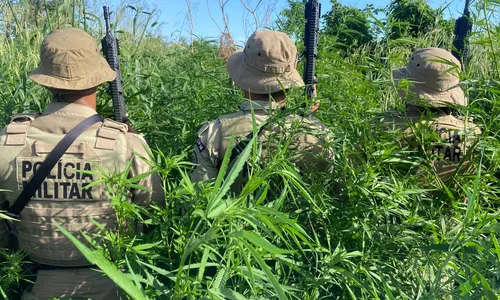 
					Polícia erradica cerca de 32 mil pés de maconha em município da Bahia
				
				