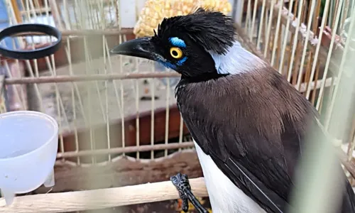 
					Polícia resgata 105 aves silvestres em comércio irregular na RMS
				
				