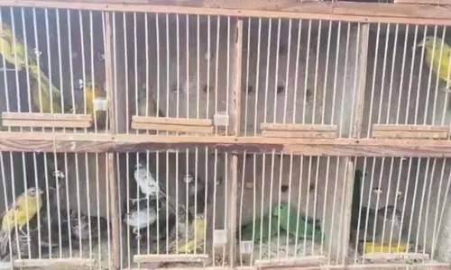
				
					Policiais resgatam mais de 50 aves silvestres em Feira de Santana
				
				