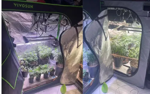 
					Homem é preso com 4 estufas para cultivo de maconha em apartamento
				
				