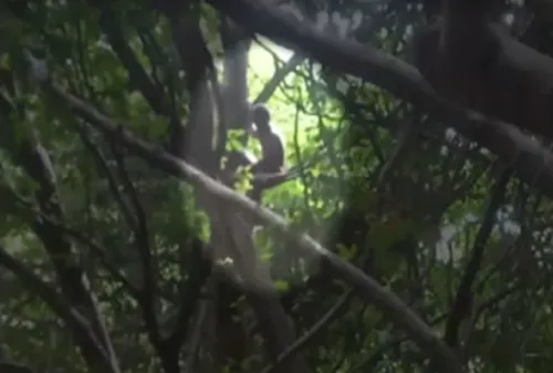 
				
					Resgate de jovem em cima de árvore já dura mais de 60 horas na Bahia
				
				