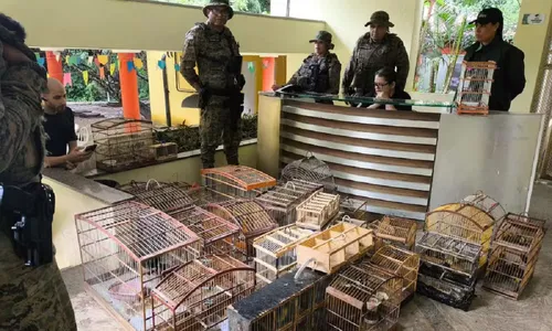 
				
					Sete homens são presos e 150 aves silvestres são resgatadas na Bahia
				
				