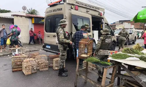
				
					Sete homens são presos e 150 aves silvestres são resgatadas na Bahia
				
				