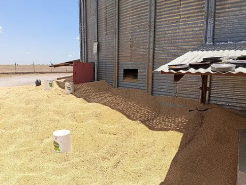 
					Trabalhador morre após cair em silo de soja em fazenda na Bahia
				
				