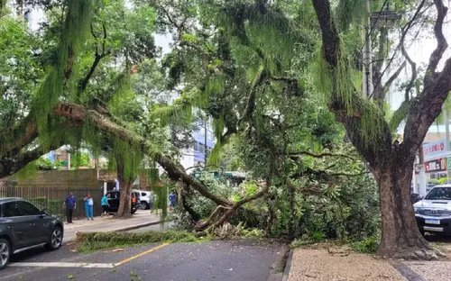 
					Trecho da Avenida Sete de Setembro é bloqueado após árvore cair
				
				
