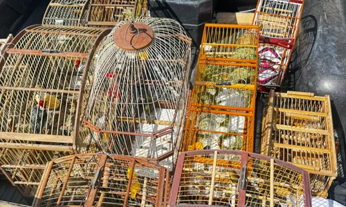 
					Três homens são presos por venda ilegal de aves silvestres em Salvador
				
				