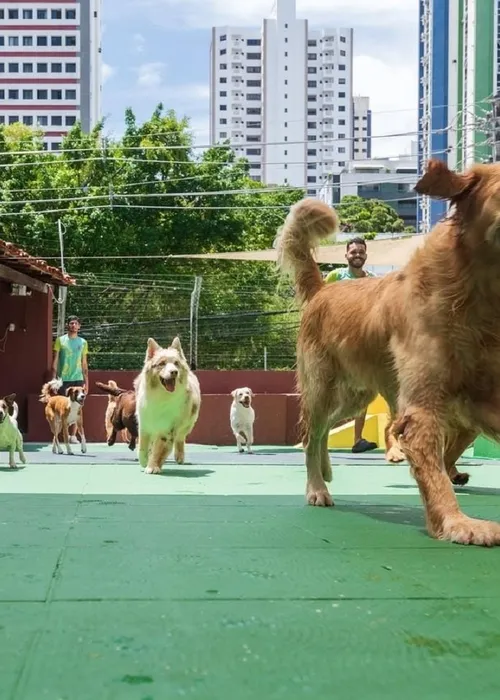 
					Cinco locais para os pets se divertirem em Salvador
				
				