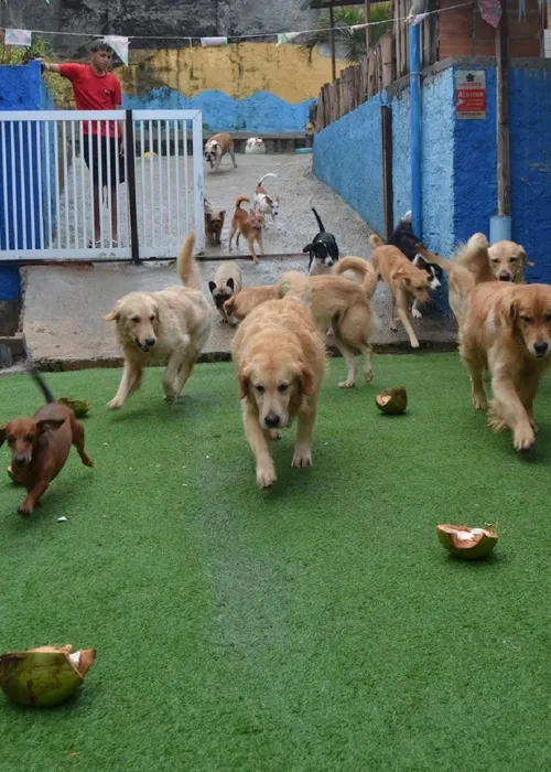 
					Cinco locais para os pets se divertirem em Salvador
				
				