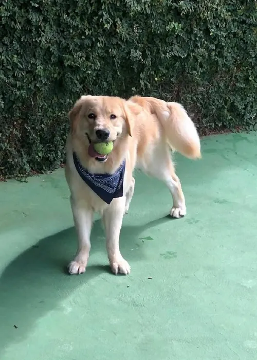
					Cinco locais para os pets se divertirem em Salvador
				
				