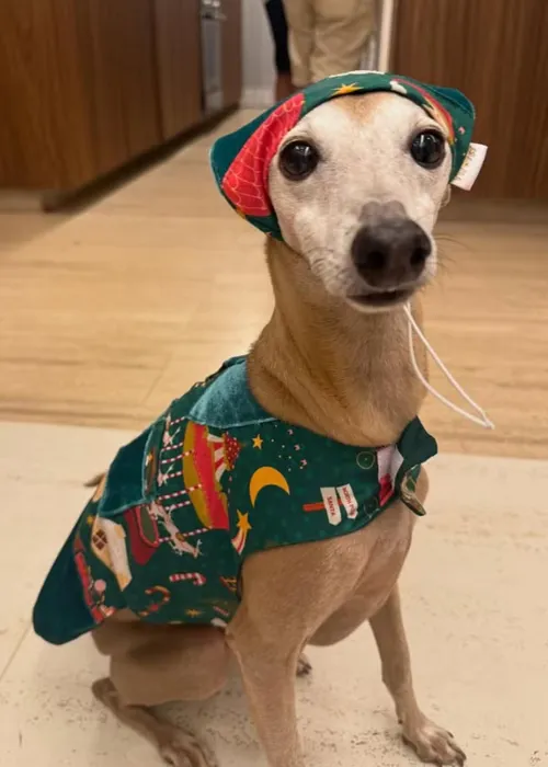 
					De Ivete e Daniel a Léo e Lore: famosos celebram o Natal em família
				
				