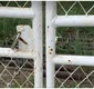 
                  Bois são mortos e carnes são furtadas de fazenda na Bahia