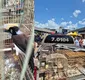 
                  Dupla é presa e mais de 100 aves são resgatadas em feiras na RMS