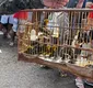 
                  Homens são detidos com aves silvestres em comércio ilegal na Bahia