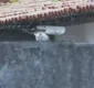 
                  MP-BA investiga denúncia de envenenamento contra gatos em Salvador