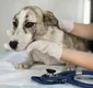 
                  Novembro Azul: universidade terá atendimento veterinário gratuito