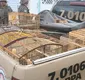 
                  Polícia apreende 22 aves silvestres em Catu durante operação ambiental