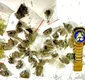 
                  Polícia prende homens suspeitos de tráfico de drogas em Pojuca