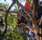
                  Resgate de jovem em cima de árvore já dura mais de 60 horas na Bahia
