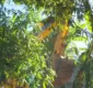 
                  Terreiro em área de proteção ambiental é demolido em Salvador