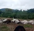 Mais de 10 bois morrem eletrocutados após tocar em fiação na Bahia