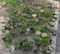 Polícia desarticula plantação com cerca de 3 mil pés de maconha na BA