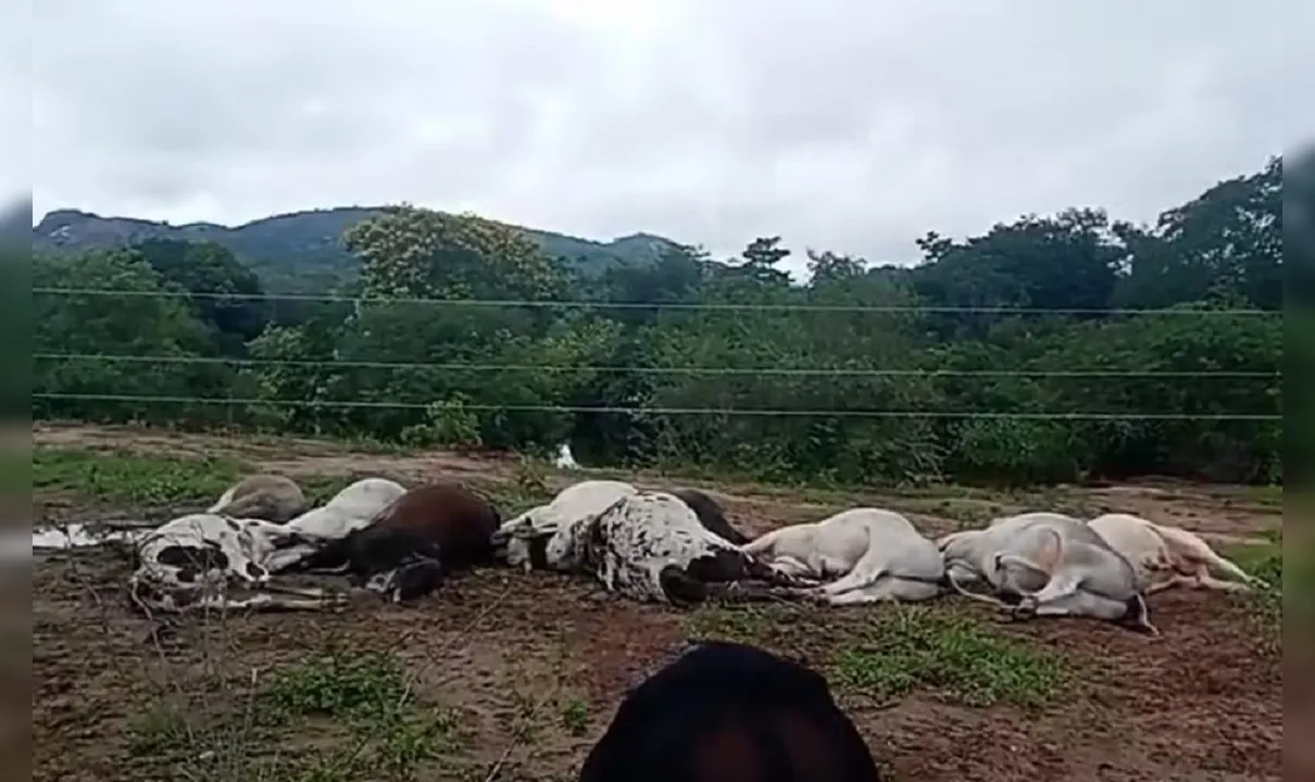 Mais de 10 bois morrem eletrocutados após tocar em fiação na Bahia